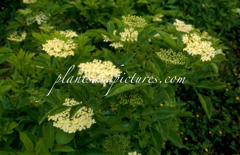 Sambucus nigra ‘Anapurna’