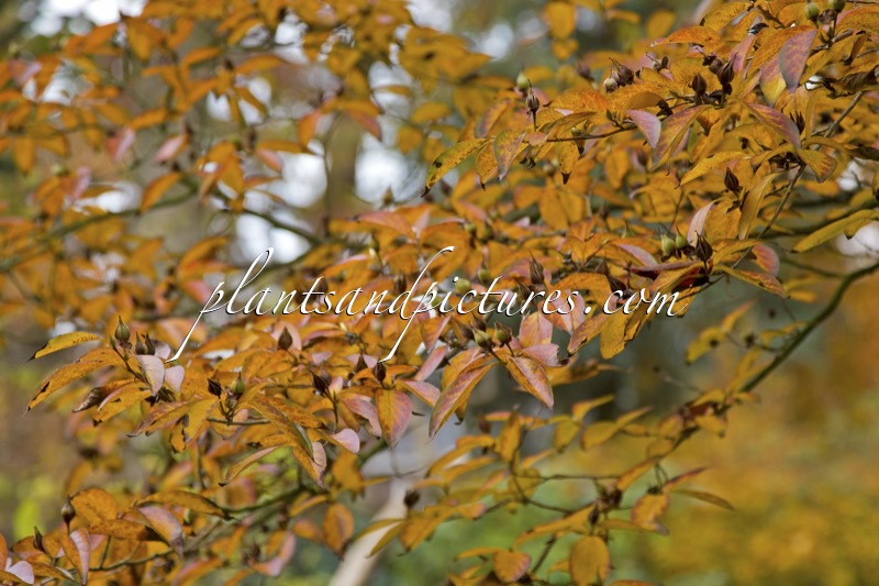 Stewartia sinensis