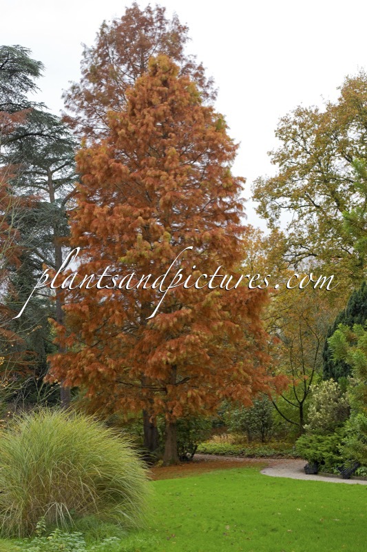 Taxodium distichum ‘Knightii’