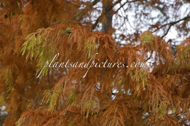 Taxodium distichum ‘Knightii’