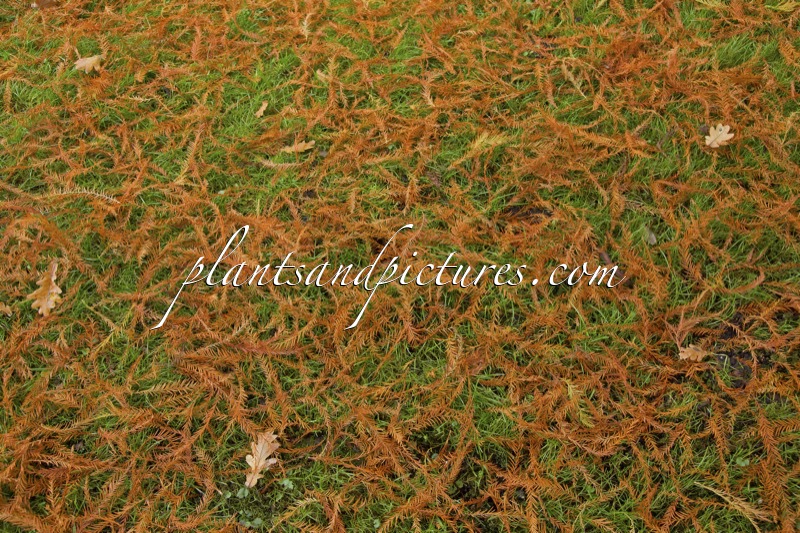 Taxodium distichum ‘Knightii’