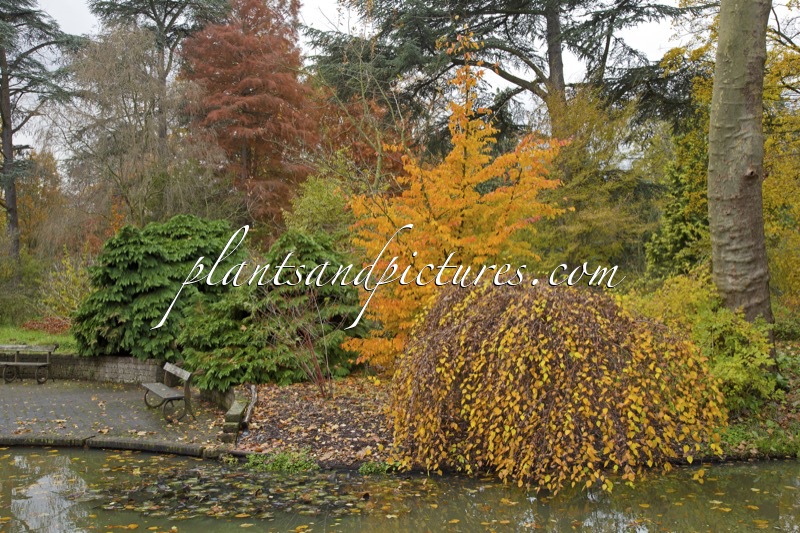 Trompenburg Tuinen & Arboretum