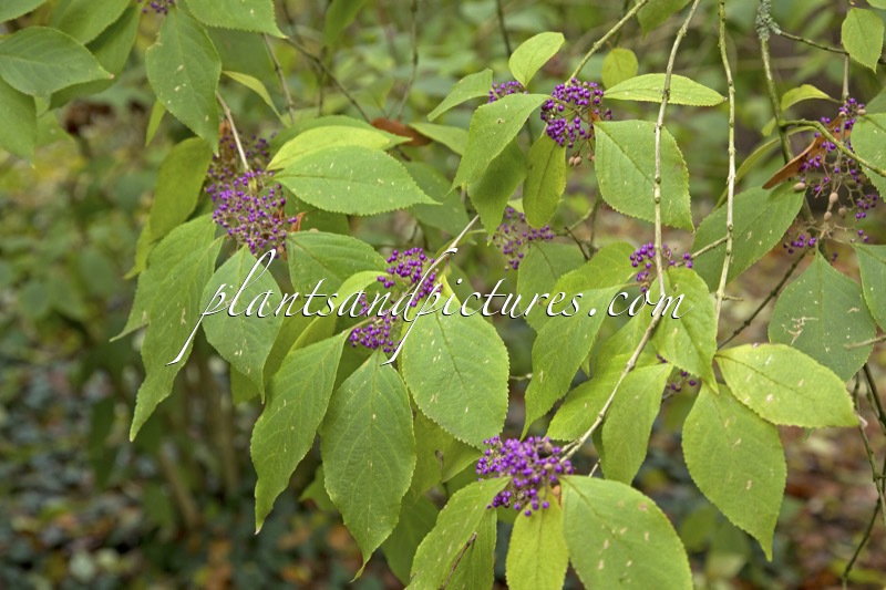 Callicarpa cathayana