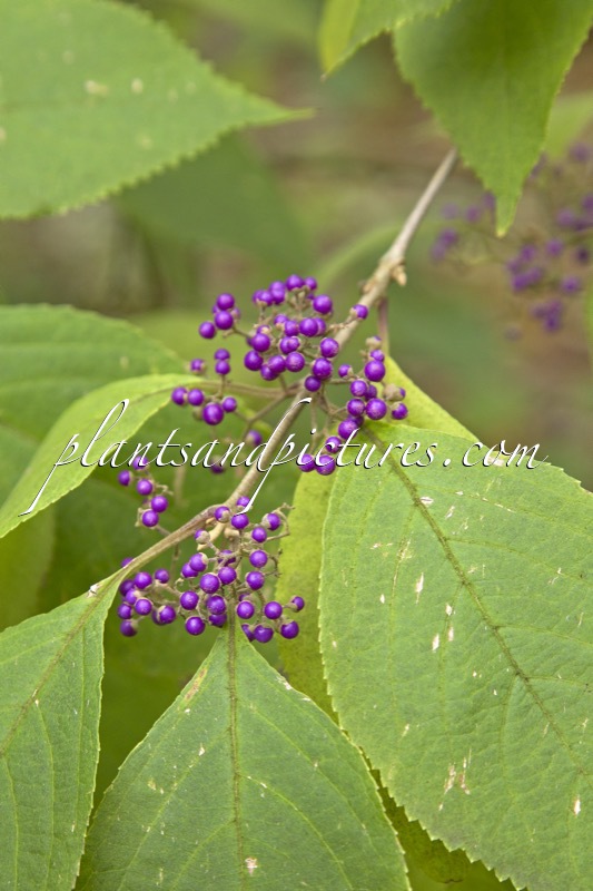 Callicarpa cathayana