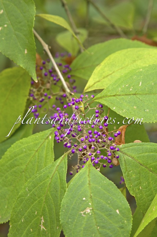 Callicarpa cathayana