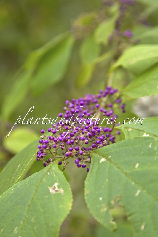 Callicarpa cathayana