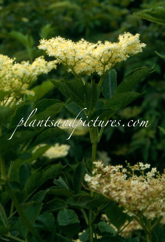 Sambucus nigra ‘Urban Green’