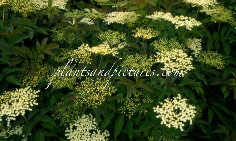 Sambucus nigra ‘Indian Summer’