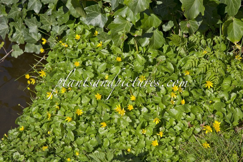 Lysimachia nummularia