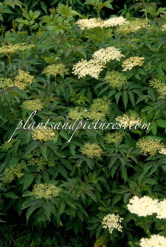 Sambucus nigra ‘Indian Summer’