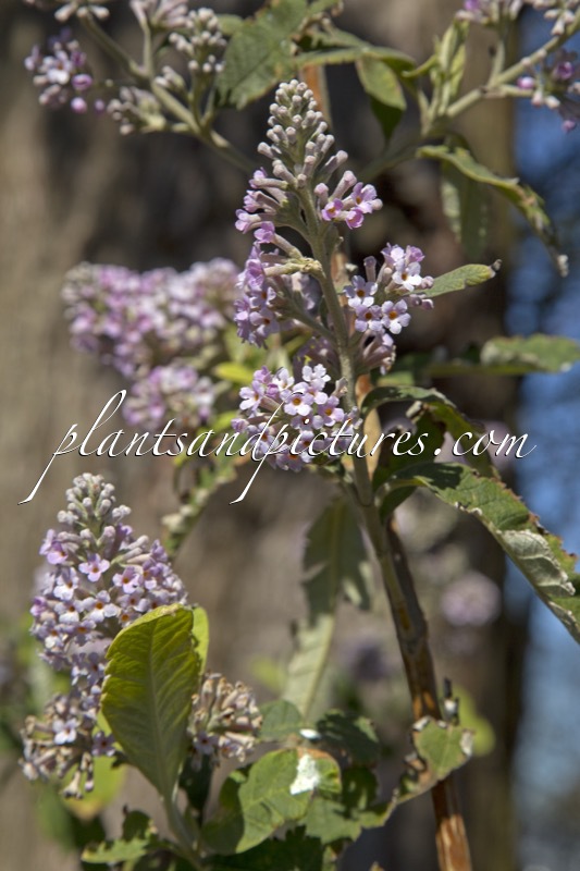 Buddleja officinalis