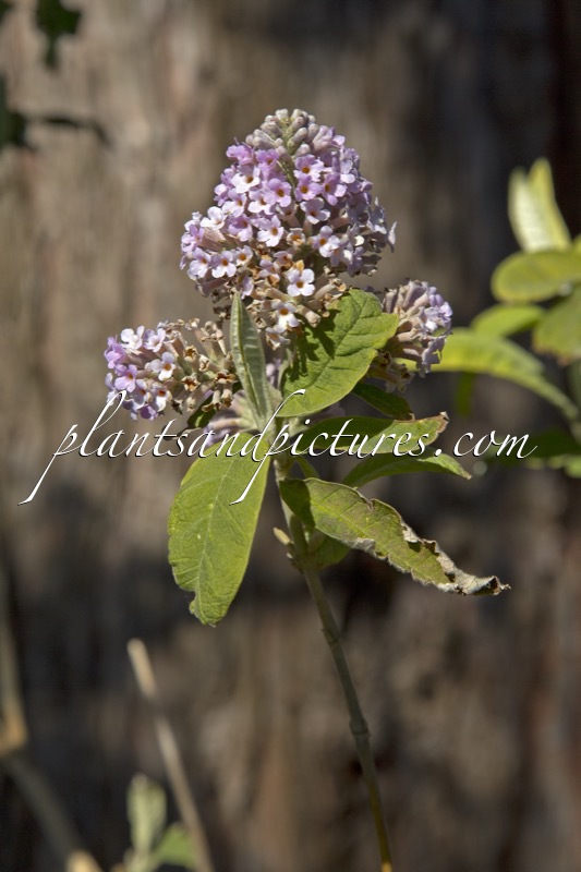 Buddleja officinalis