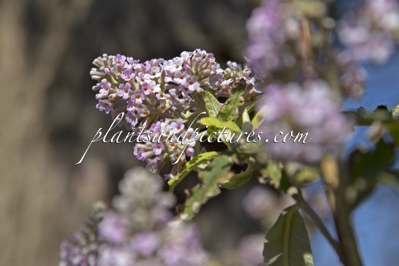 Buddleja officinalis