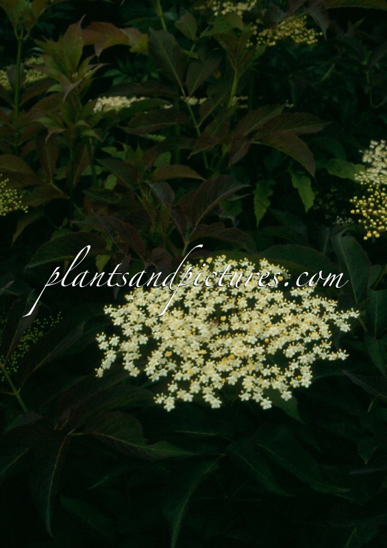 Sambucus nigra ‘Indian Summer’