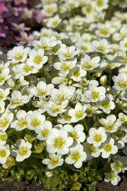 Primula denticulata ‘Confetti White’