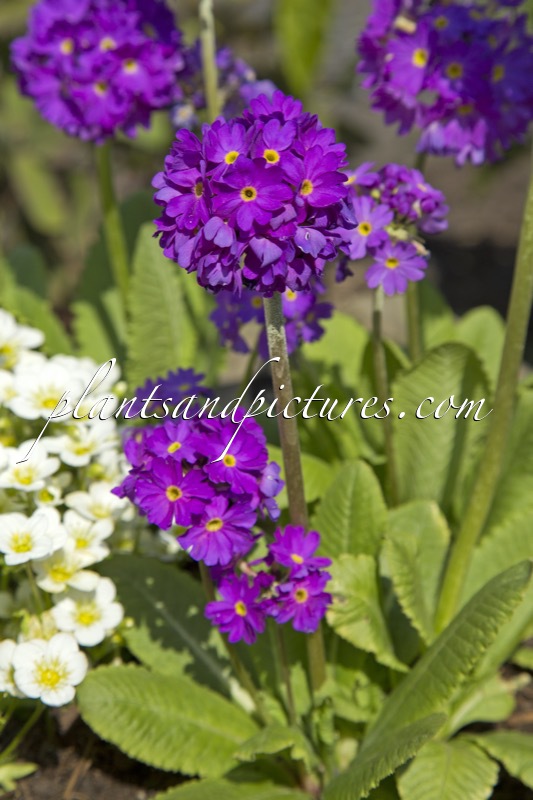 Primula denticulata ‘Confetti Blue’