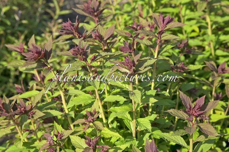 Spiraea japonica ‘Galen’ (DOUBLE PLAY ARTIST)