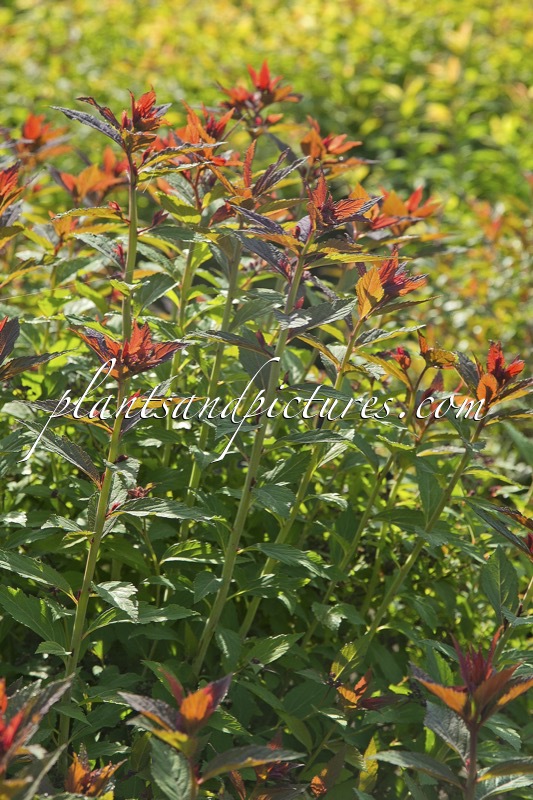 Spiraea japonica ‘Galen’ (DOUBLE PLAY ARTIST)