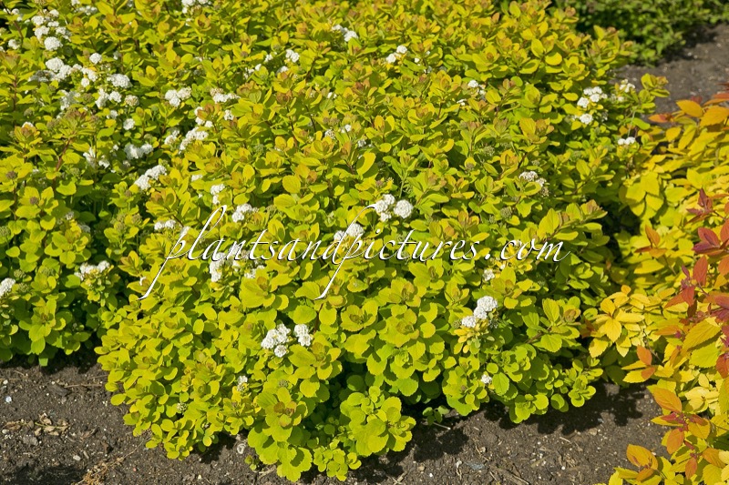 Spiraea betulifolia ‘Tor Gold’