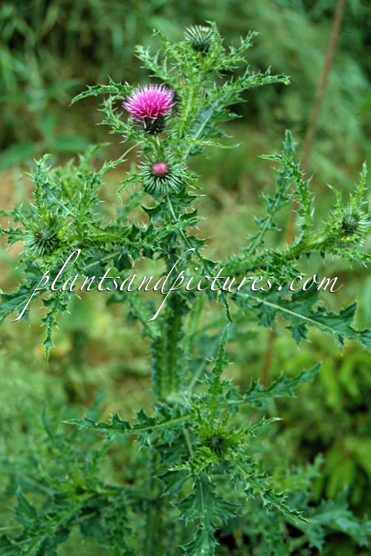 Carduus acanthoides