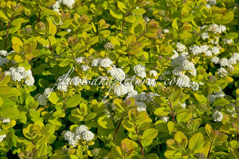 Spiraea betulifolia ‘Tor Gold’
