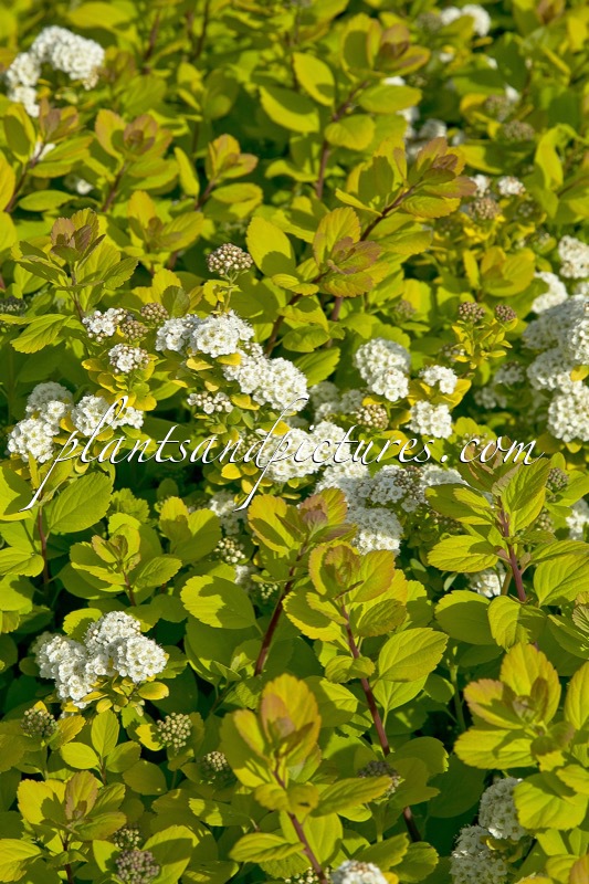 Spiraea betulifolia ‘Tor Gold’
