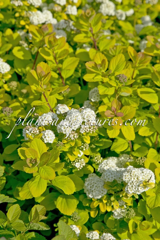 Spiraea betulifolia ‘Tor Gold’