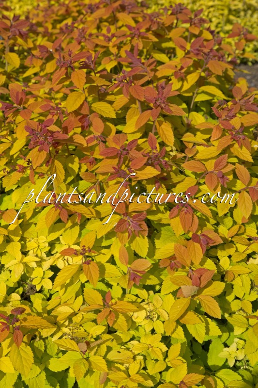 Spiraea ‘Tracy’ (DOUBLE PLAY BIG BANG)