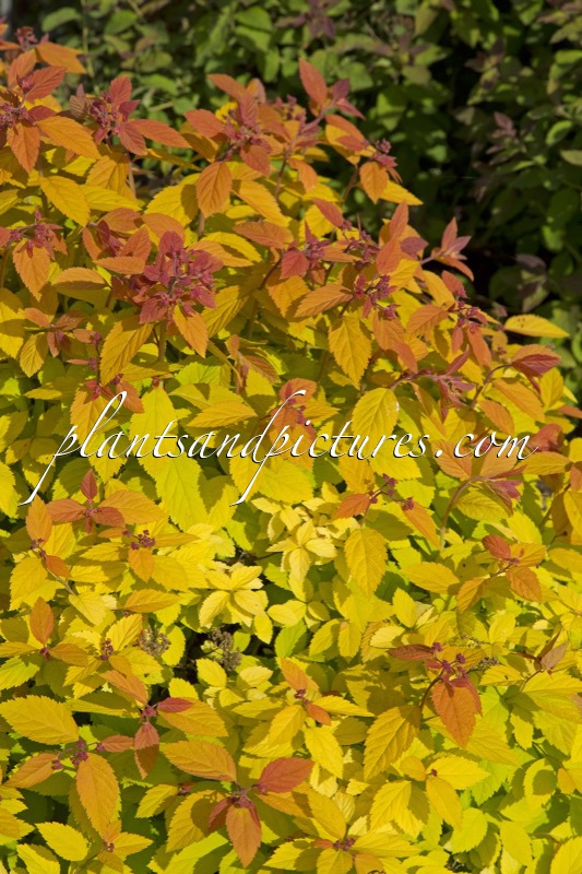 Spiraea ‘Tracy’ (DOUBLE PLAY BIG BANG)