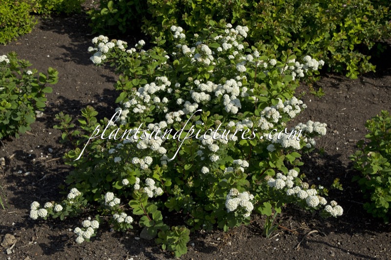 Spiraea betulifolia