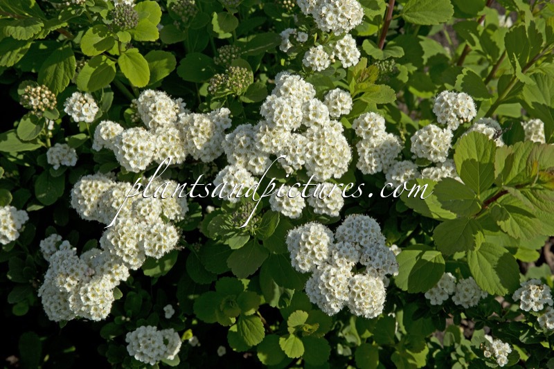 Spiraea betulifolia