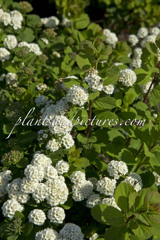 Spiraea betulifolia