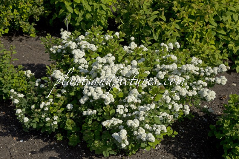 Spiraea betulifolia ‘Tor’