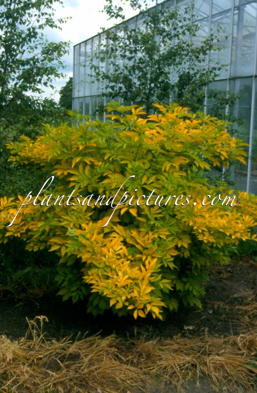 Sambucus nigra ‘Goldrush’