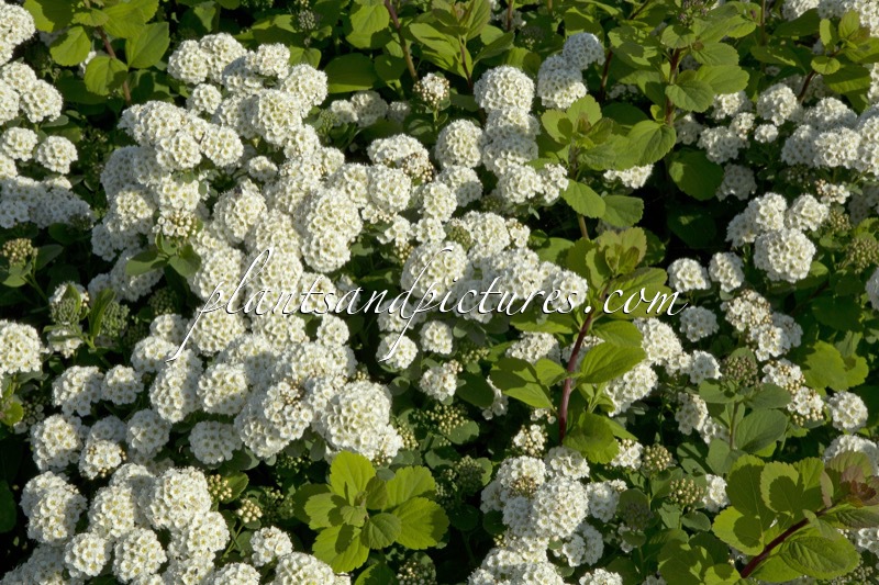 Spiraea betulifolia ‘Tor’