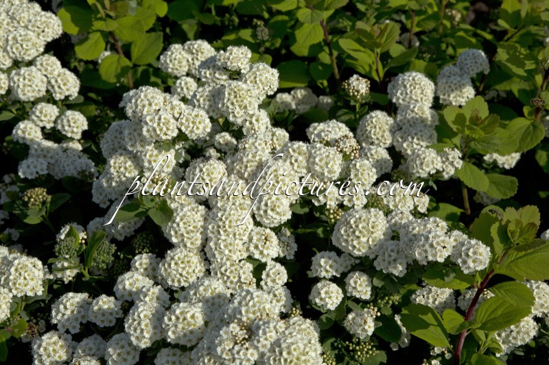 Spiraea betulifolia ‘Tor’