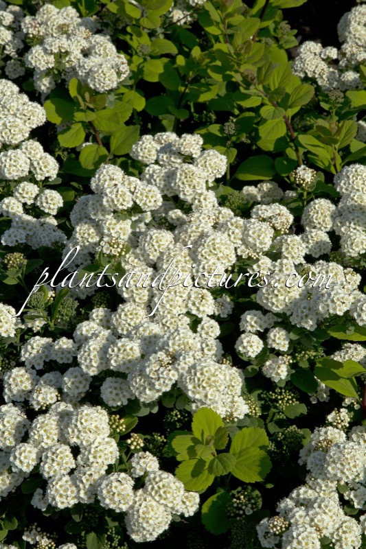 Spiraea betulifolia ‘Tor’