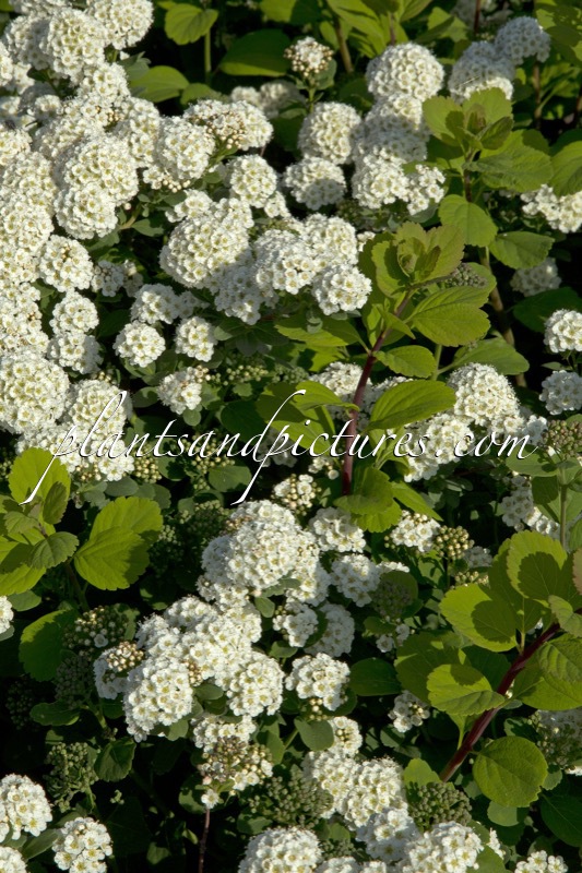 Spiraea betulifolia ‘Tor’