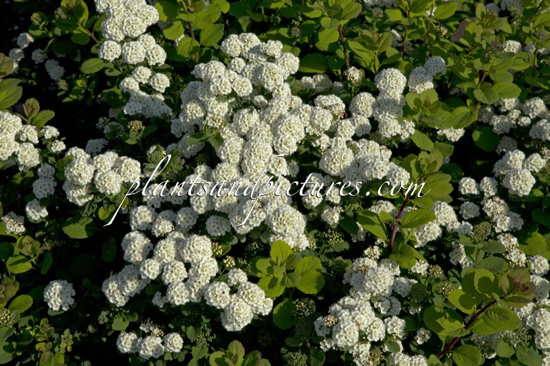 Spiraea betulifolia ‘Tor’