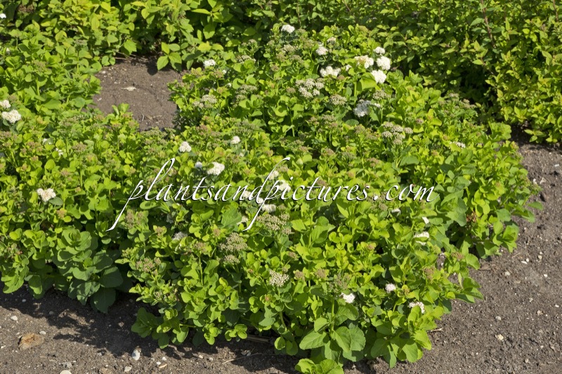 Spiraea betulifolia var. aemiliana