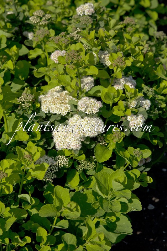Spiraea betulifolia var. aemiliana