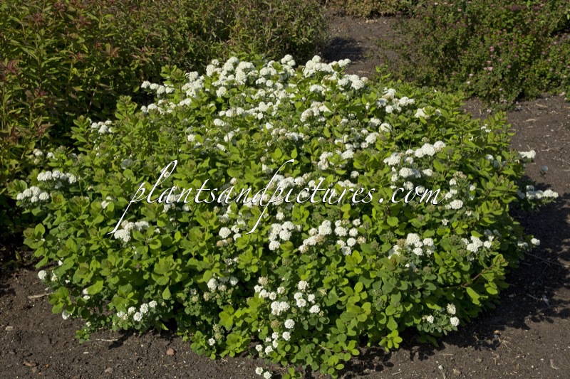 Spiraea betulifolia ‘Island’
