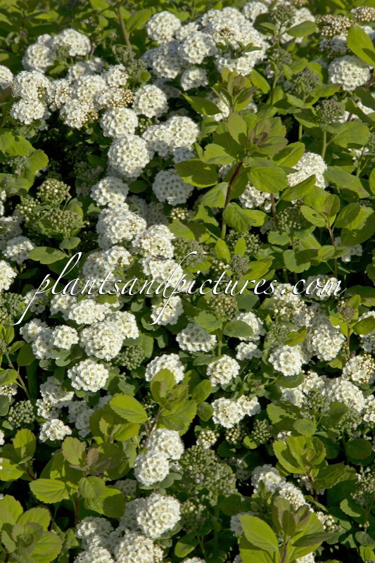 Spiraea betulifolia ‘Island’