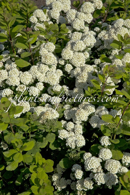 Spiraea betulifolia ‘Island’