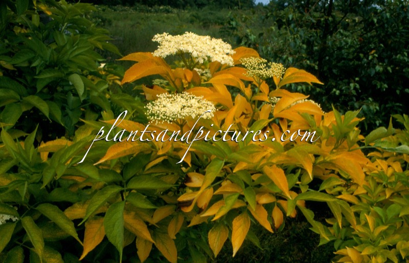 Sambucus nigra ‘Jetstream’