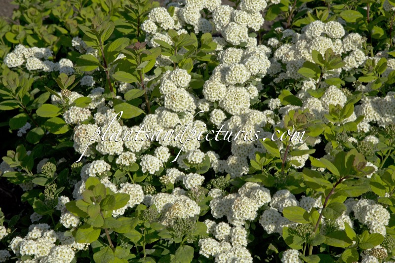 Spiraea betulifolia ‘Island’
