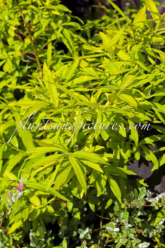 Salix udensis ‘Golden Sunshine’