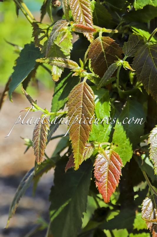 Betula insignis var. fansipanensis