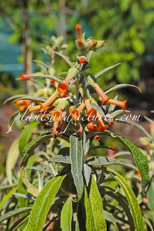 Buddleja speciosissima