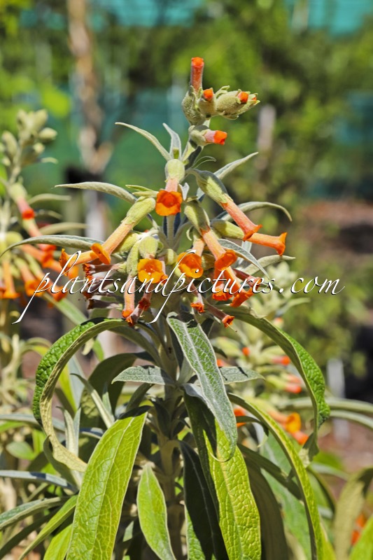 Buddleja speciosissima
